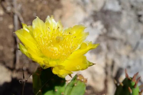 Yellow flower of cactus Foto stock