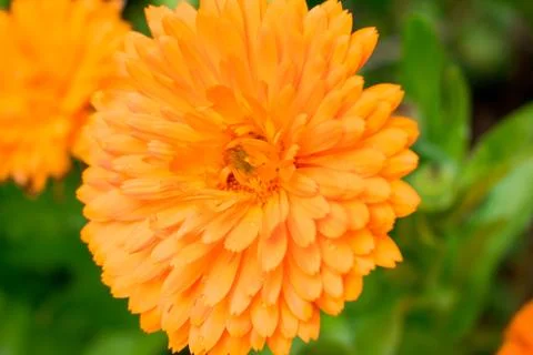 Yellow flower of calendula Stock Photos