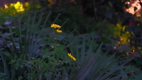 Yellow Flower Of Calendula in Springtime Stock Footage 306627784