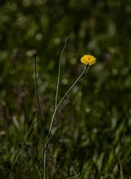 Yellow Flower in Campo Verde Stock Photos
