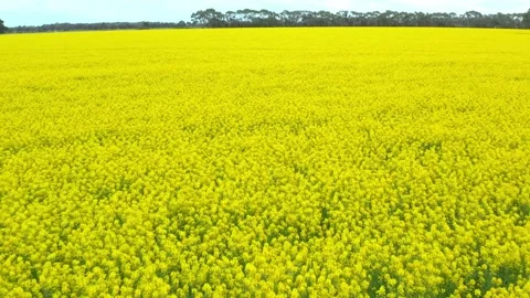 Yellow flower canola fields drone Video stock 138614100