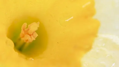 A yellow flower is captured in close-up. Stock Footage 332274321