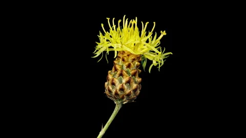 Yellow Flower Centaurea macrocephala Blooming in Time Lapse on a Black Back.. Stock Footage 296332623