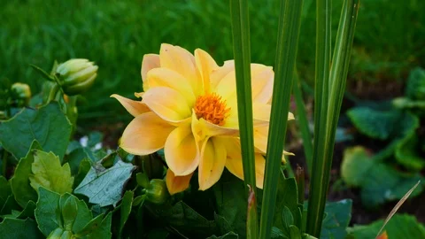 Yellow flower central Stock Footage 95631195