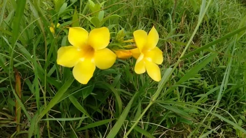 Yellow flower charm Stock Footage 201246880