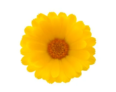 Yellow flower with clipping path Fotos de archivo