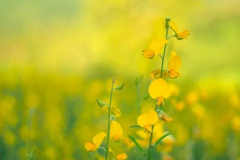 A yellow flower close up behind the cloud Stock Photos