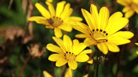 Yellow Flower Close Stock Footage 738127