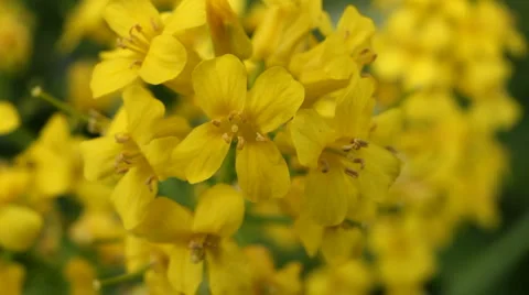 Yellow flower close up Stock Footage 5745505