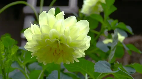 Yellow Flower Close Up Stock Footage 56594464