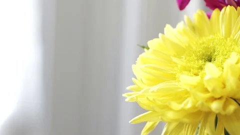 Yellow Flower Close Up 動画素材 71549389