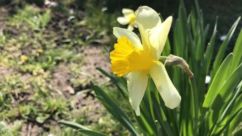 Yellow flower close up Stock Footage 133006264