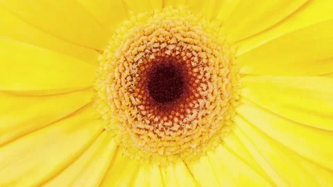 Yellow flower close-up 스톡 동영상 166105783