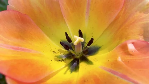 Yellow Flower Close-Up Stock Footage 237966076