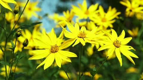Yellow Flower Close-up HD Stock Footage 12154132