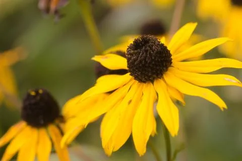 Yellow flower close up. Stock Photos