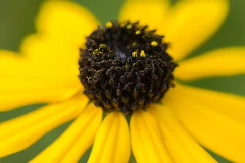 Yellow flower close up. Stock Photos