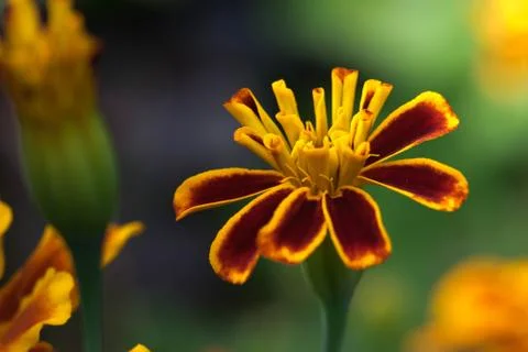 Yellow flower close up. Stock Photos