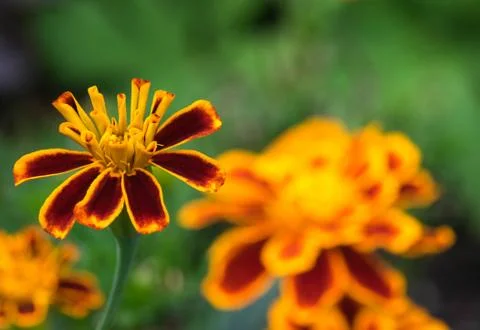 Yellow flower close up. Stock Photos