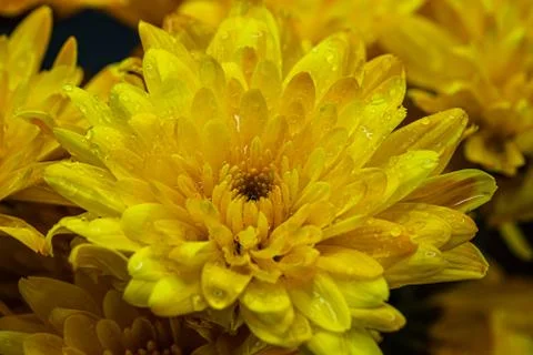 Yellow flower close-up Stock Photos