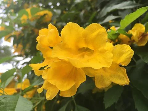 Yellow flower close up Stock Photos