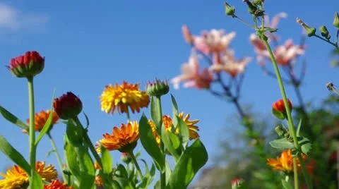 Yellow  flower close-up. pot marigold Stock Footage 11763225