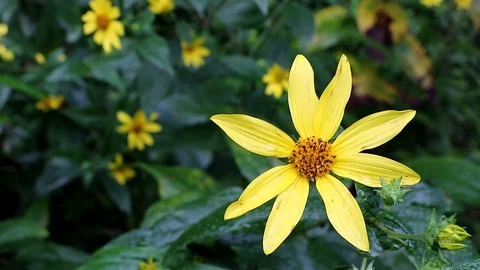 Yellow flower closeup Stock Footage