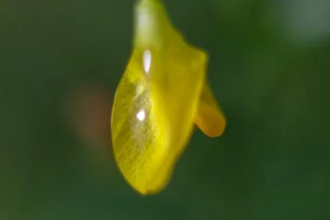 Yellow flower closeup Stock Photos