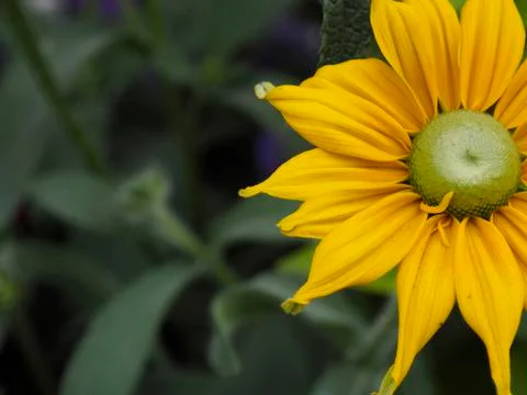 Yellow Flower Closeup Stock Photos