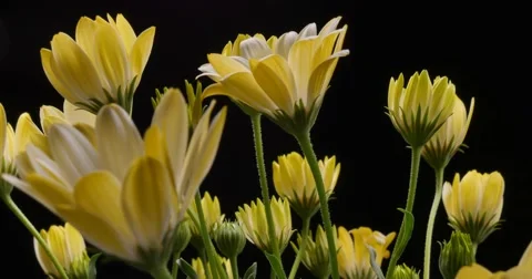 Yellow Flower closing time lapse blossom bud blooming White Lightning flowers Stock Footage 68010350