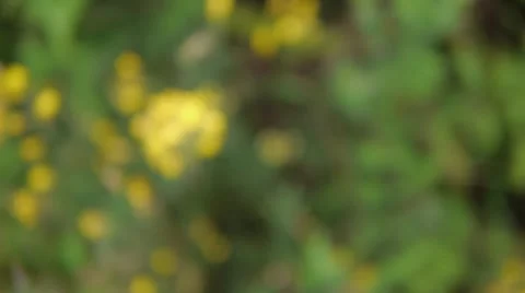 Yellow flower, closup, selective focus Stock Footage 56553214