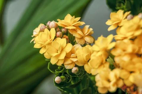 Yellow flower cluster with customizable space for text or message Stock Photos