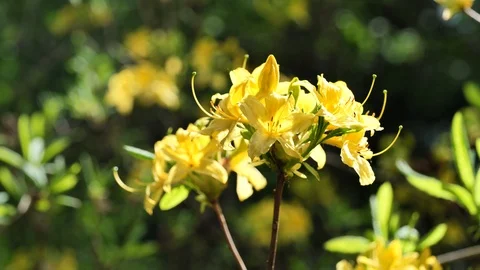 Yellow flower cluster of Yellow Azalea Rhododendron Luteum in full blossom, 4K Stock Footage 106965112