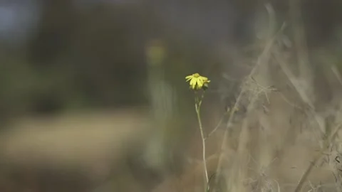 Yellow Flower Dancing with the Air Video stock 148890411