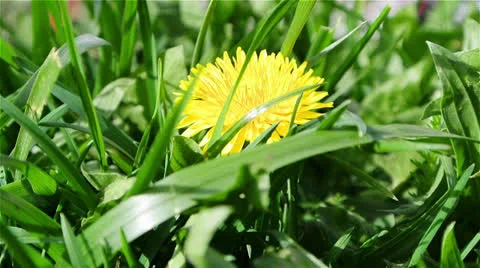Yellow flower of Dandelion Stock Footage 22917094