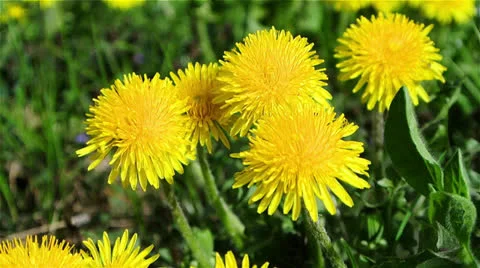 Yellow flower of Dandelion Stock Footage 22917097