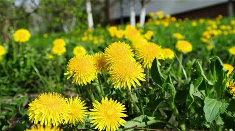 Yellow flower of Dandelion Stock Footage 22917105
