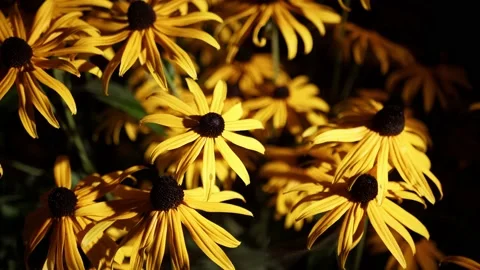 Yellow flower on dark background night 4k Stock Footage 138209632