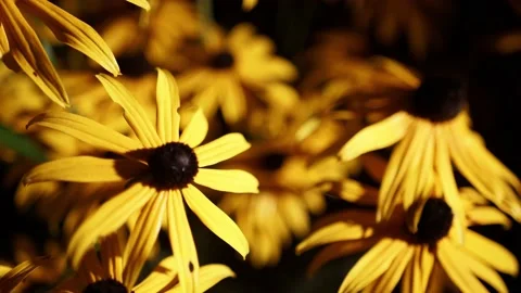 Yellow flower on a dark background night 4k beautiful bright 4k Stock Footage 138210053