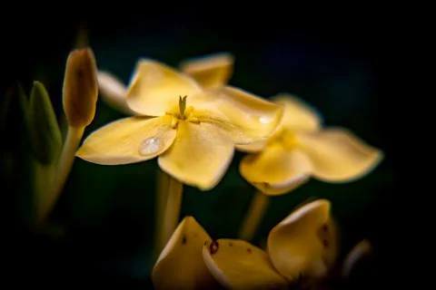 Yellow flower with dark background Stock Photos