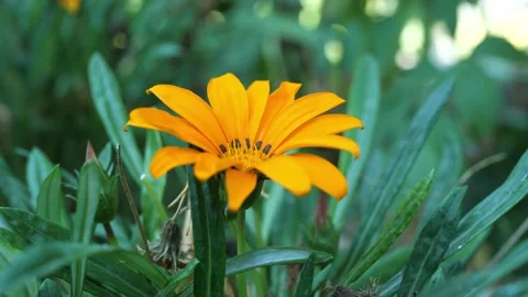 The yellow flower develops in the wind. Macro shot Stock Footage 221323414