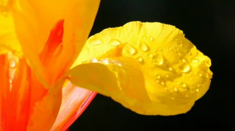 Yellow flower with dew drops Video stock 637029