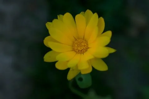 Yellow flower with dew drops Stock Photos