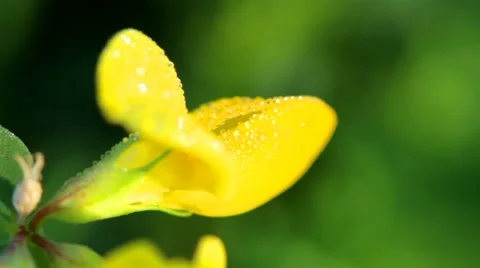 Yellow flower with dew Video stock 34289740