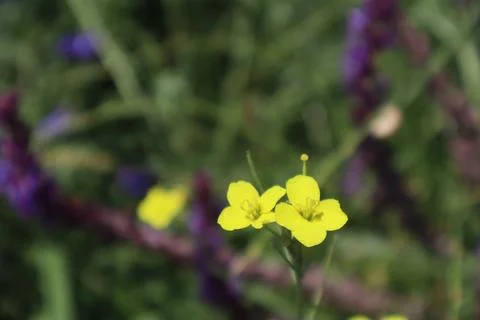 Yellow flower of Diplotaxis muralis (annual wall-rocket) Stock Photos