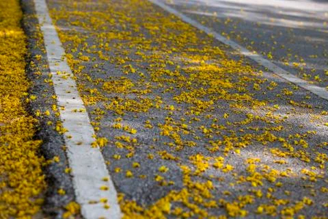 Yellow flower drop Stock Photos