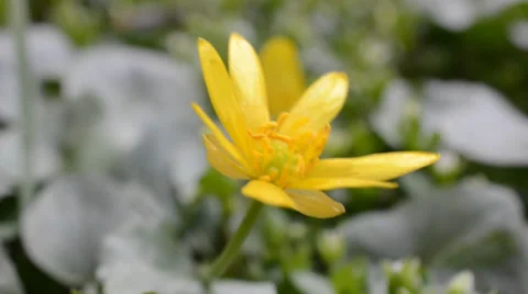Yellow flower by an early spring Stock Footage 36695888