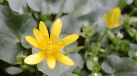 Yellow flower by an early spring Stock Footage 36695948