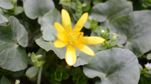 Yellow flower by an early spring Stock Footage 36696205