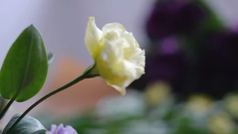 Yellow flower eustoma close-up with bokeh Stock Footage 86535273